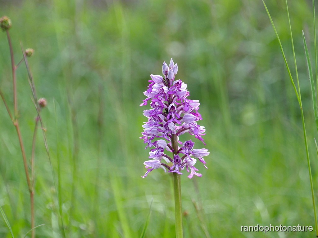42_Orchis militaire.JPG - Orchis militaire